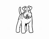 Fox Terrier Dog Coloring Pages Dogs Coloringcrew sketch template