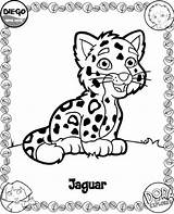 Coloring Pages Diego Jaguar Baby Go Color Printable Kids Print Sheets Dora Sheet Animals Cute Coloriage Kleurplaat Tigre Coded Tiger sketch template