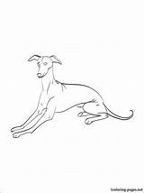Greyhound Coloring Pages Getcolorings sketch template