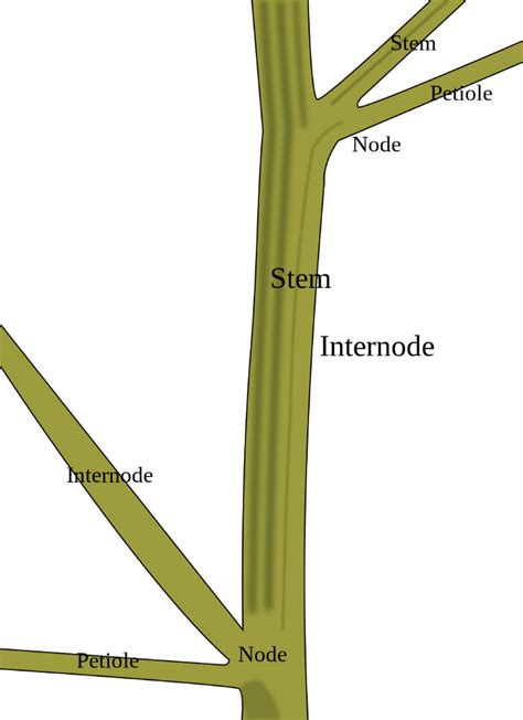 anatomy  stems botanical