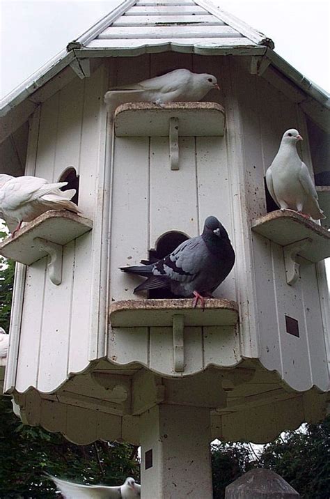 dovecotes bird house feeder bird house plans bird house