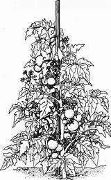 Tomato Plant Drawing Colouring Plants Line Pages Cliparts Supports Coloring Tomate Vine Grovida Template Leaf Ornate Sprawl Stake Strong Lot sketch template