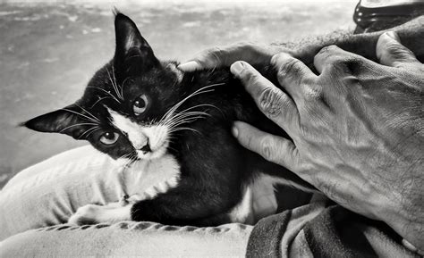 it s a black and white cat dennis sylvester hurd flickr