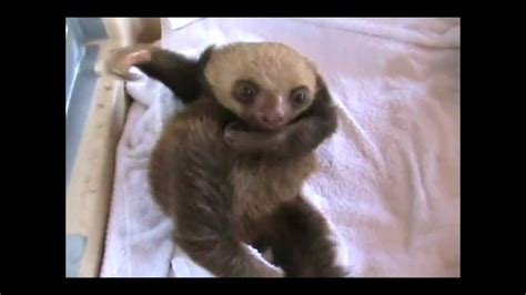 sloth dubstep glitch hop youtube