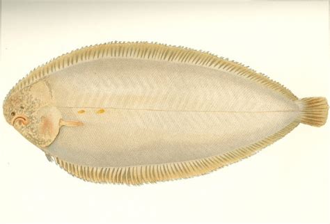 bibliodyssey  common sole