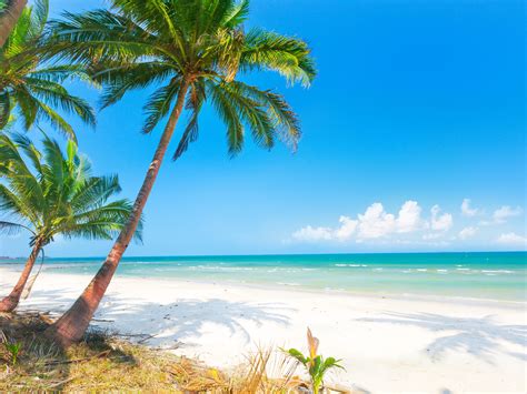 wallpaper summer beach palm trees sea  uhd  picture image