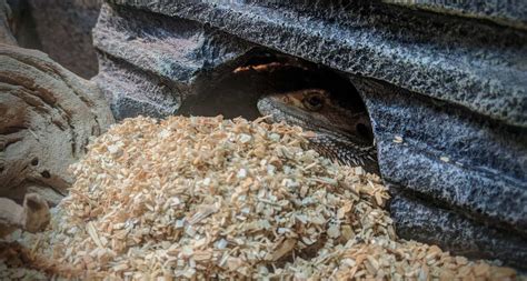bearded dragon substrate  fact based guide     worst options