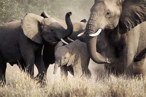 elephant family group loxodonta africana  defensive formation