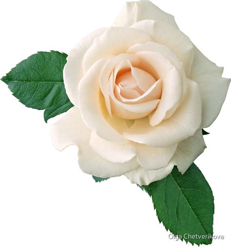 gentle white rose stickers  olga chetverikova redbubble