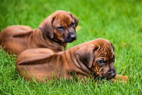 4 Things To Know About Rhodesian Ridgeback Puppies Gfp
