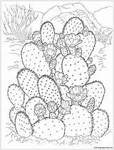 Cactus Pages Desert Pear Prickly Coloring Color Flowering Kids Online Printable Coloringpagesonly Adults sketch template