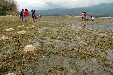 Philippine Seagrass Seagrass Watch