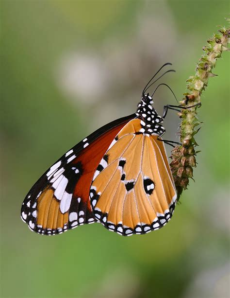 butterfly mimicry through the eyes of bird predators