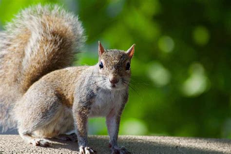 Facts About Squirrels How To Videos Diy As Well As