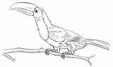 Toucan Keel Billed Toucanet Toco Supercoloring Step Designlooter sketch template