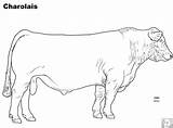 Cattle Charolais Livestock Breed Beefmaster Judging Agriculture Dairy sketch template