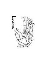 Fiddler Crab Coloring Animals sketch template