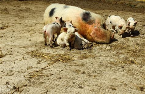 pig family stock image image  breed white gloucestershire