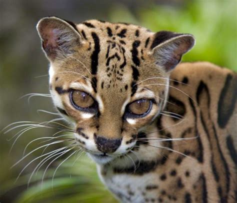 the pretty margay leopardus wiedii is a small nocturnal wild cat