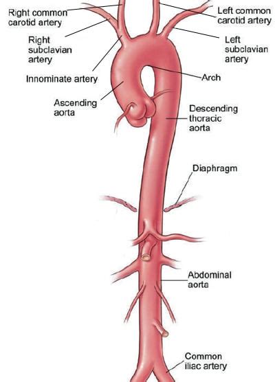 aortic aneurysm symptoms treatment