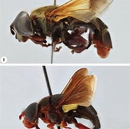 Afbeeldingsresultaten voor "amallothrix Dentipes". Grootte: 186 x 185. Bron: www.researchgate.net