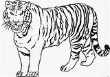 Sabre Tooth Tiger Coloring Saber Drawing Pages Getdrawings sketch template