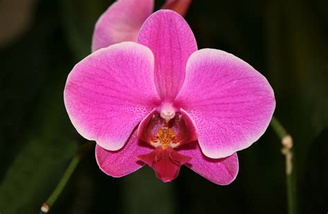 fileorchid phalaenopsis hybridjpg