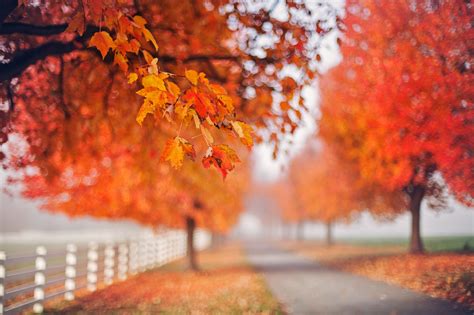 Outdoors Fall Leaves Trees Depth Of Field Wallpapers