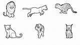 Felinos Dibujo Animales Puma Salvajes Pumas Tigre Madagascar Pantera Guepardo Lince Gatos Distintos sketch template