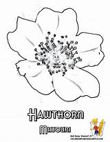 Flower Coloring Hawthorn May Birth Pages Montana Missouri Maine State Flag Drawing Flowers Clipart Tattoo Draw Hawthorne Printables Drawings Sheet sketch template