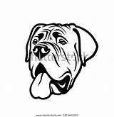 Mastiff English Dog Vector Illustration Isolated Outlined Outline Head Drawing Purebred Stock sketch template