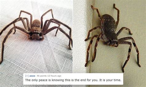 Reddit Users Help Australian Woman Scared Of Spiders
