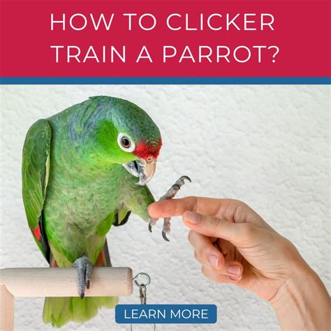 parrot essentials        pet parrot