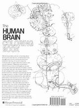 Neuroscience sketch template