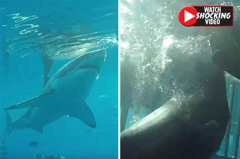 Great White Shark Attack Huge Predator Bites Boat And