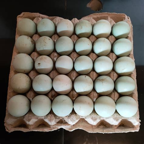 Telur Bebek Segar Smartcu Berdaya Bersama