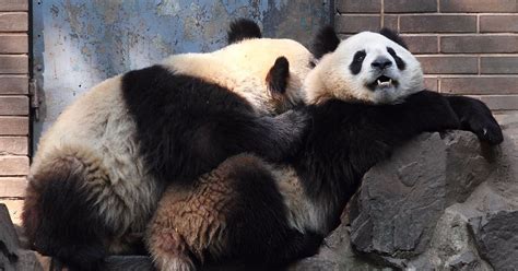 Panda Bear Sets Sex Record Popsugar Love And Sex