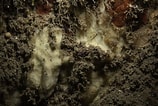 Afbeeldingsresultaten voor "hymedesmia Versicolor". Grootte: 158 x 106. Bron: www.inaturalist.org