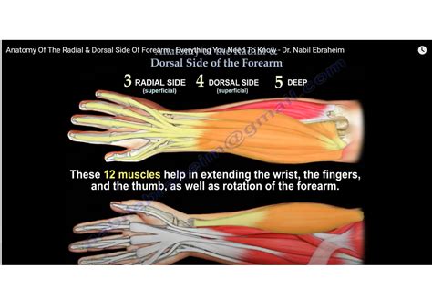 anatomy   radial  dorsal side  forearm