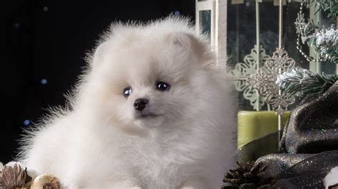 puppy white cute hd animals  wallpapers images backgrounds
