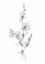 Wildflower Chicory Botanical Sailors sketch template