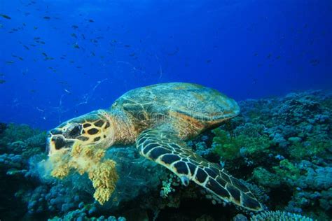 turtle eating coral stock image image  turtle diving