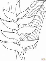 Heliconia Flower Coloring Pages Printable Drawing Supercoloring Flowers Coloriage Main Sheets Painting Drawings Colouring Imprimer Various Plant Skip Type Choose sketch template