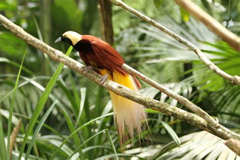 birding in paradise papua new guinea wildlife holiday trip idea wildlife worldwide