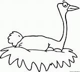 Ostrich Coloring Pages Preschool Nesting Click Kids Animal Other Categories Animals Preschoolcrafts sketch template