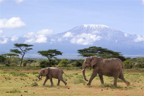 kenia safari amboseli en tsavo national park  dagen travel