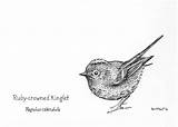 Kinglet Crowned Ruby Birds Animals Drawing 7x5 sketch template