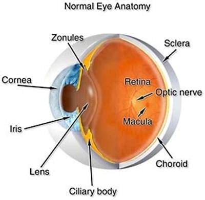 normal eye anatomy win retina