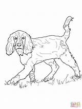 Spaniel Springer Cocker Setter Hunde Inglese Spaniels Clumber Supercoloring Ausmalbild Schwer Getdrawings Lps sketch template