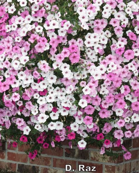 pink  white flowers pink  white flowers floral photography flowers